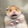 reyaaaaaaaaaaaaaan