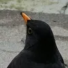 j_.t_.h