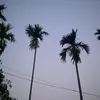 chinsu609