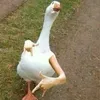pato1234499