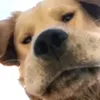 sometiktokanon