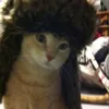 vulnoy