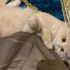 fi_sabilillah60