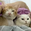 vutrusaomai