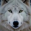 snow_wolf_unseen
