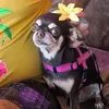 pepita_la_chihuahua