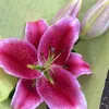 floweranntoo