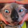 meowkolis