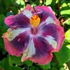 missflowerhibiscus