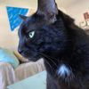 megnhercatsandasnake