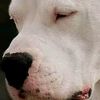 dogo_argentino_oficial