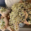 sandra_4501