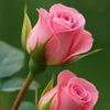 أبوأكرم ألخزاعي