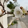 vanaabubakir