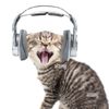 catscantspell.mp4