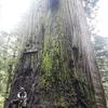 dtree787