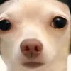 eiden_df