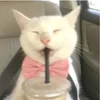 zdnmlra