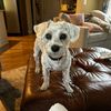 louiepuppup