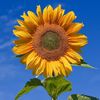 sunflowerdragon13