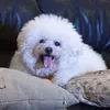 bichon_queen