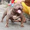 marlonhabibi