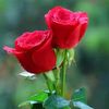 majeed4255