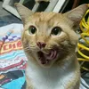 meowmeow987657