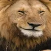 hagnbator
