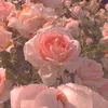soft.editzx0