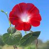 faravi_farhana987