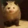 cirrostratusfawn