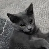 nekitxe