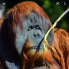 da_orangutang