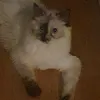 teddyttv