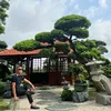 Tùng Lâm ông vua Tùng Nhật