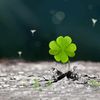 _the_icelandic_clover_