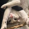 crowncitycats