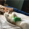 ninelives25