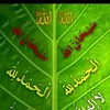 mahamadbaxtyar17
