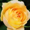 lissa_1976
