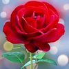 shahinalom123461