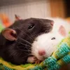 two_rats6