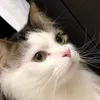 nftmz3