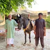 junaid.kurrar3