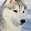 alexanderyakubchik3