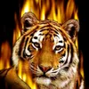 tigerlilly040616