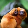 goldenprimate