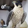 mohamedadeltheseven