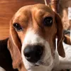 suzy.the.beagle